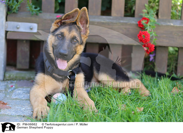 German Shepherd Puppy / PM-06662
