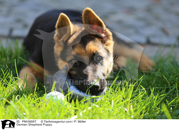 German Shepherd Puppy / PM-06667