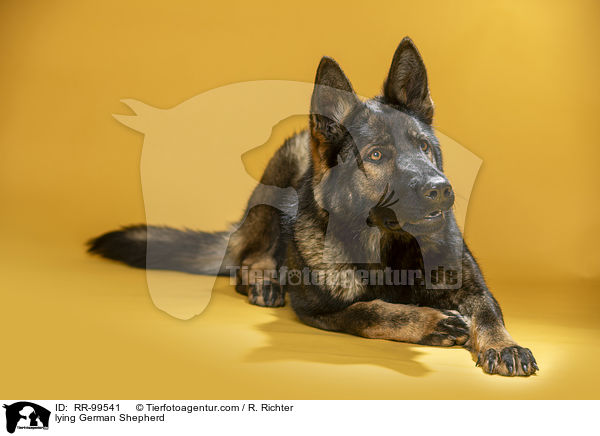 lying German Shepherd / RR-99541