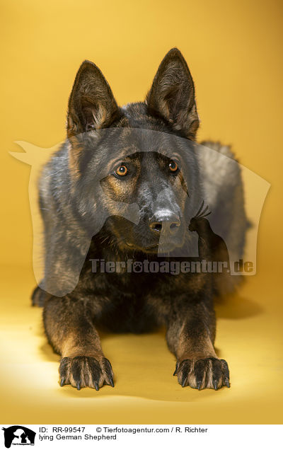 lying German Shepherd / RR-99547