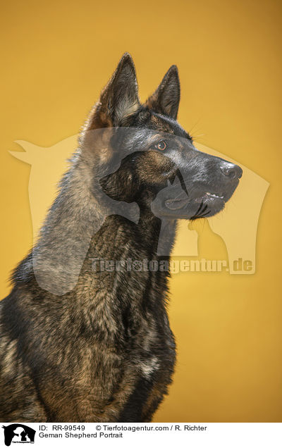 Geman Shepherd Portrait / RR-99549