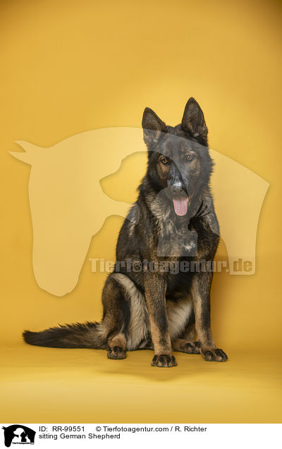 sitting German Shepherd / RR-99551
