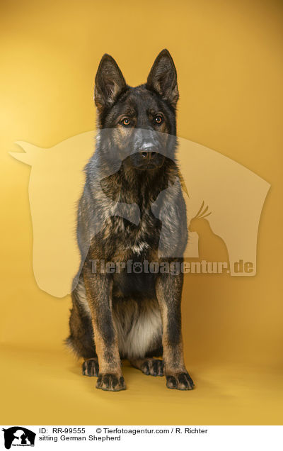 sitting German Shepherd / RR-99555