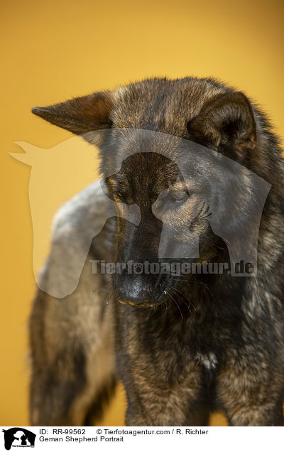 Geman Shepherd Portrait / RR-99562