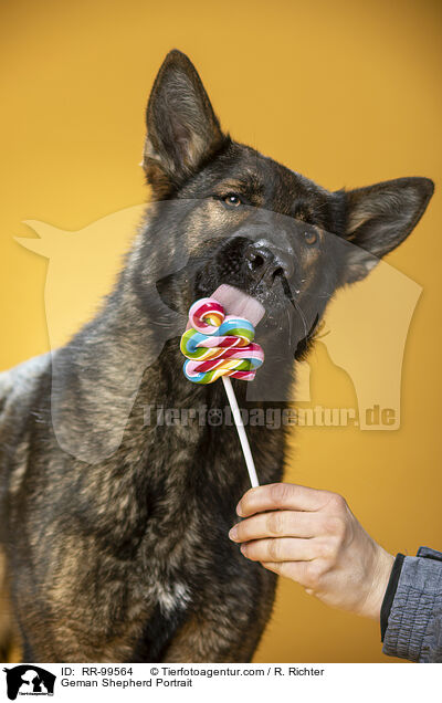 Deutscher Schferhund Portrait / Geman Shepherd Portrait / RR-99564