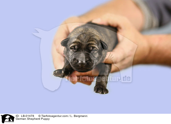 Deutscher Schferhund Welpe / German Shepherd Puppy / LB-01478