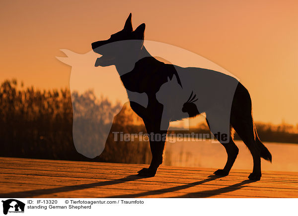standing German Shepherd / IF-13320