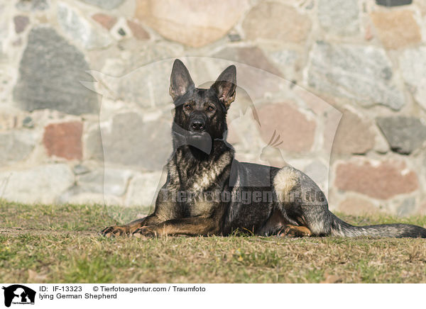 lying German Shepherd / IF-13323