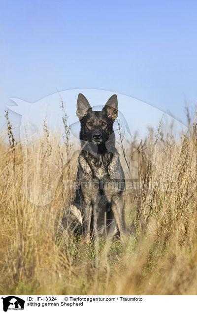 sitting german Shepherd / IF-13324