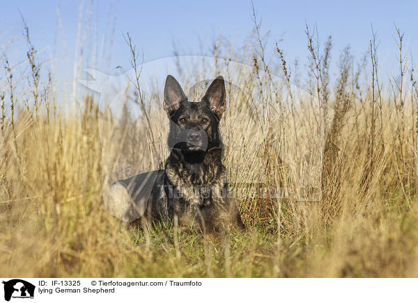 lying German Shepherd / IF-13325