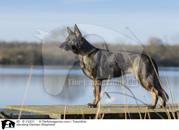 standing German Shepherd / IF-13331