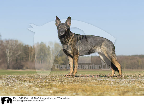 standing German Shepherd / IF-13334