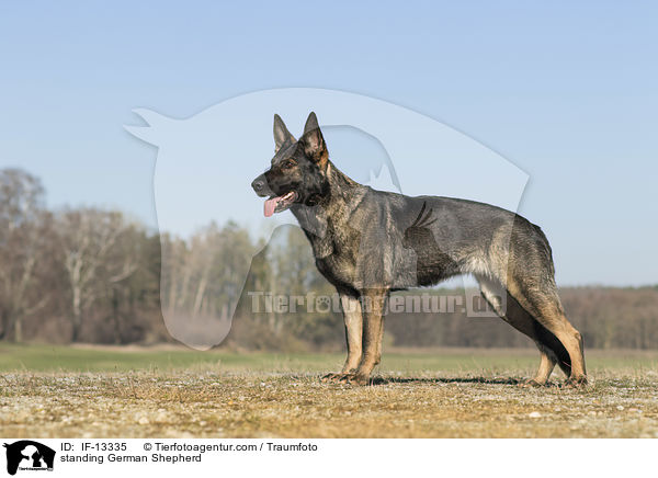 standing German Shepherd / IF-13335