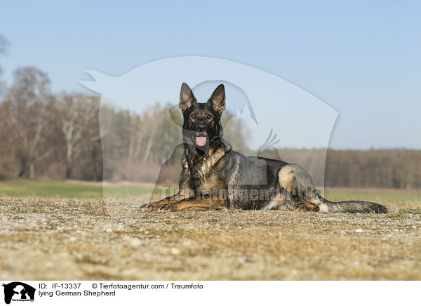 lying German Shepherd / IF-13337