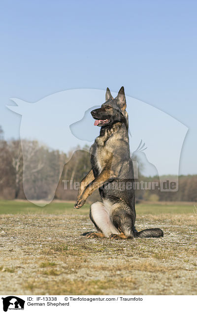 German Shepherd / IF-13338