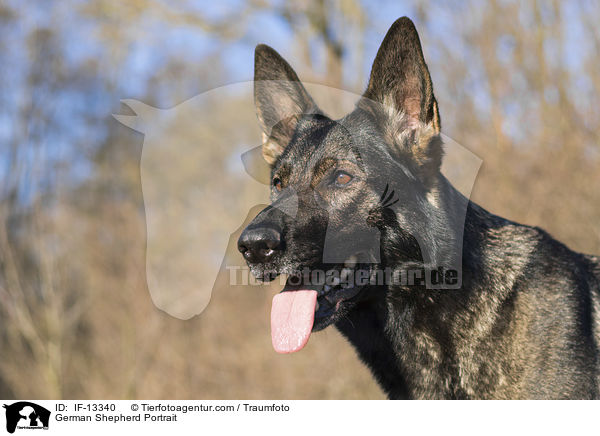 German Shepherd Portrait / IF-13340