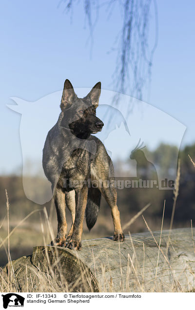 standing German Shepherd / IF-13343