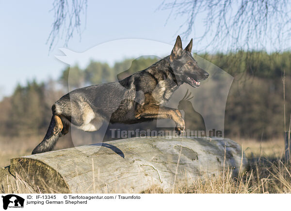 jumping German Shepherd / IF-13345
