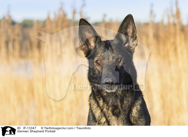 German Shepherd Portrait / IF-13347