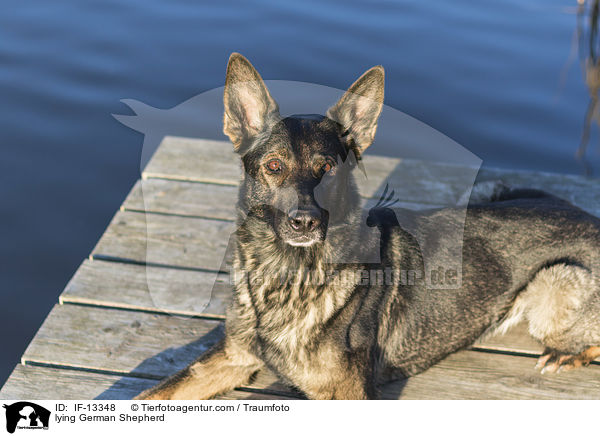 lying German Shepherd / IF-13348