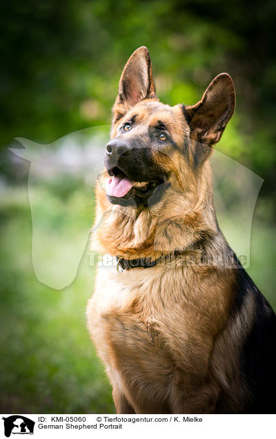 German Shepherd Portrait / KMI-05060