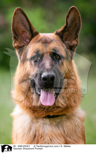 German Shepherd Portrait / KMI-05061
