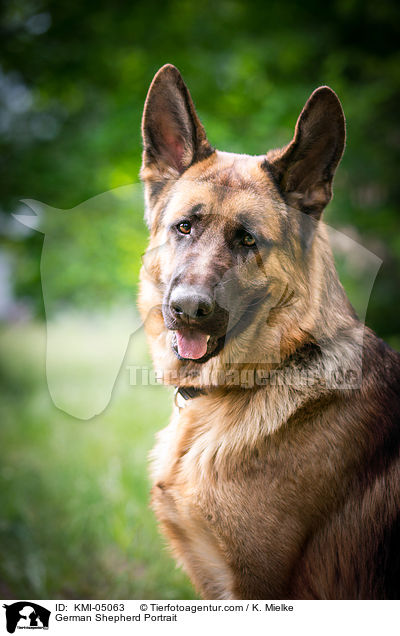 German Shepherd Portrait / KMI-05063