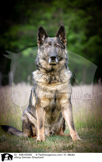 sitting German Shepherd / KMI-05068