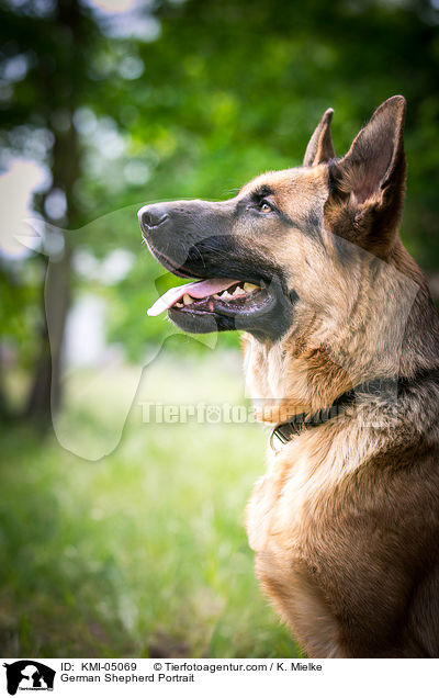 German Shepherd Portrait / KMI-05069