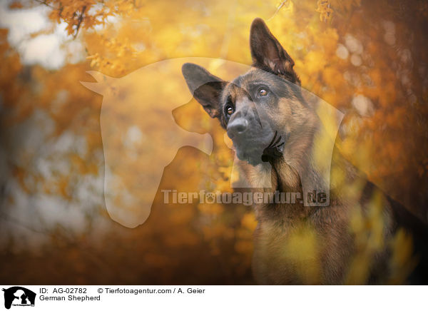 German Shepherd / AG-02782