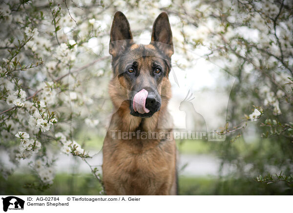 German Shepherd / AG-02784