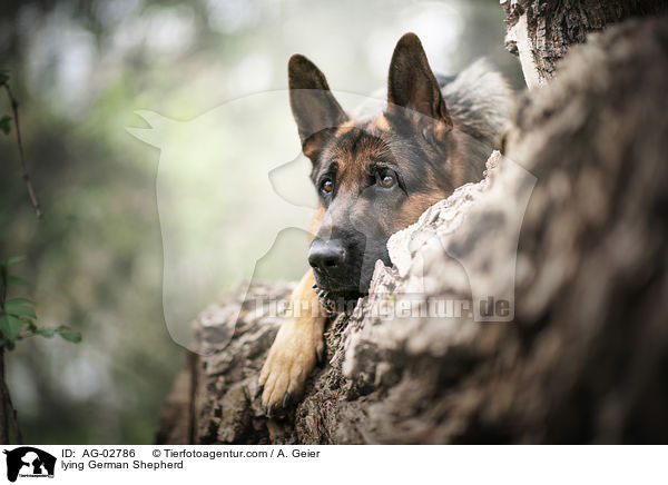lying German Shepherd / AG-02786