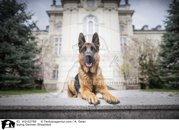 laying German Shepherd / AG-02788