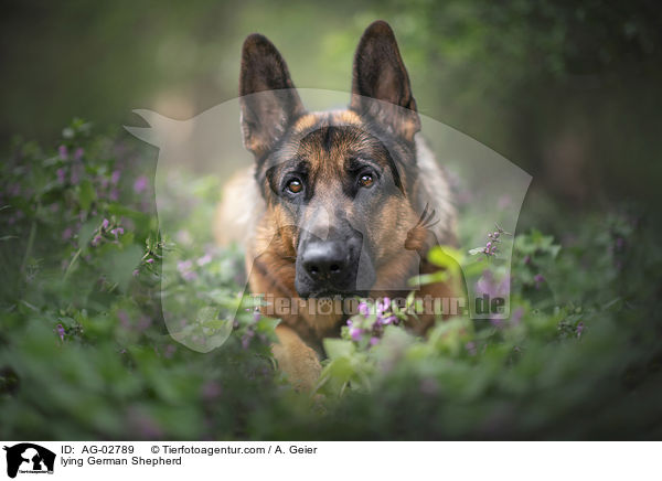 lying German Shepherd / AG-02789