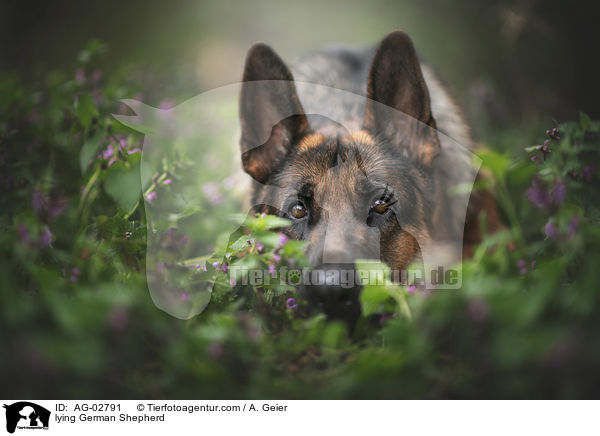 lying German Shepherd / AG-02791