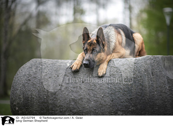 lying German Shepherd / AG-02794