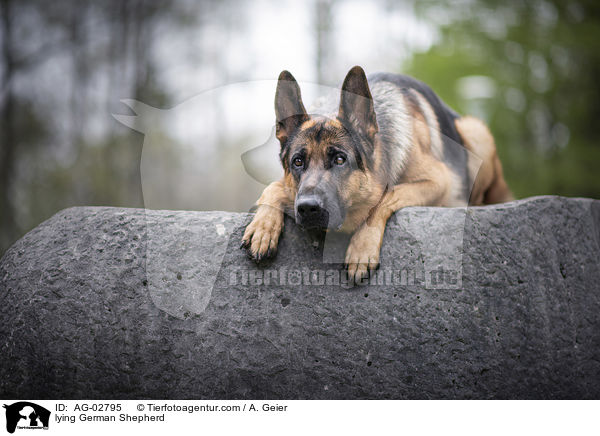 lying German Shepherd / AG-02795