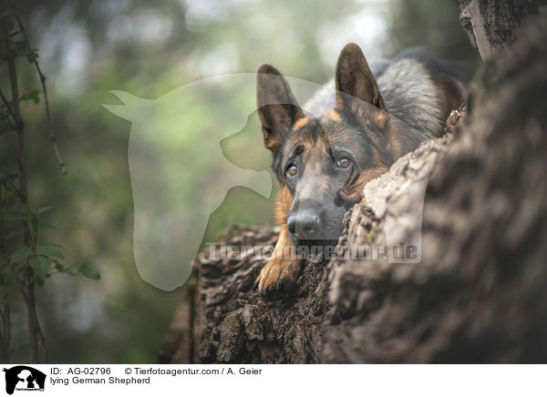 lying German Shepherd / AG-02796