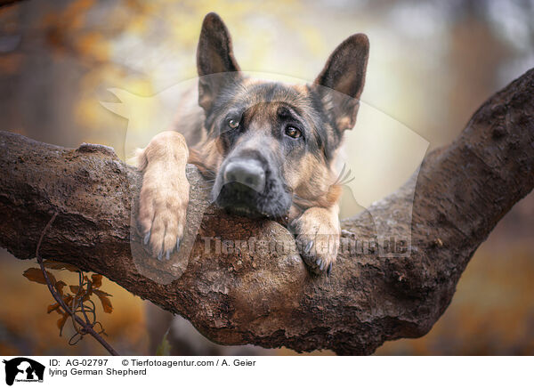 Liegender Deutscher Schferhund / lying German Shepherd / AG-02797