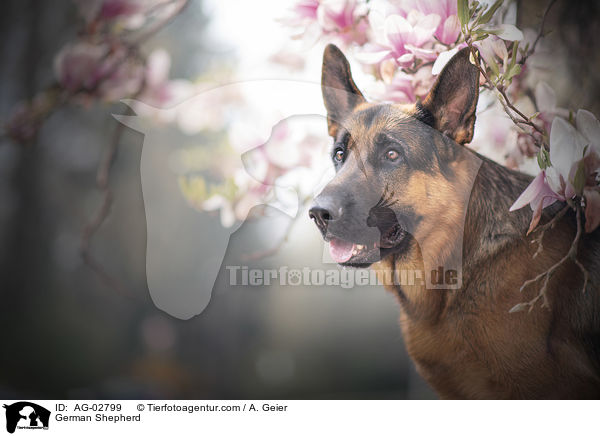 German Shepherd / AG-02799