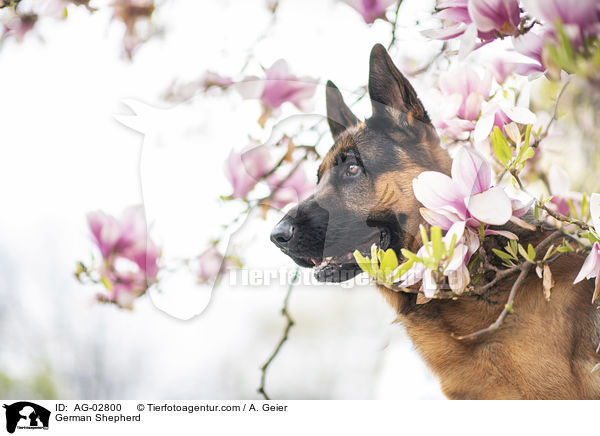 Deutscher Schferhund / German Shepherd / AG-02800