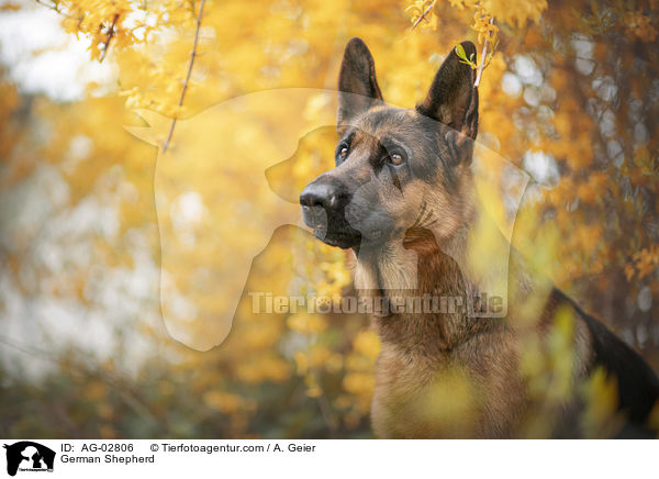 German Shepherd / AG-02806