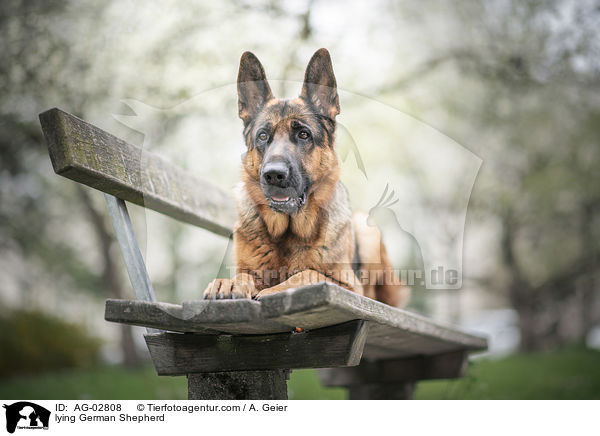 lying German Shepherd / AG-02808