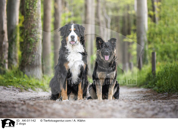 2 dogs / AK-01142