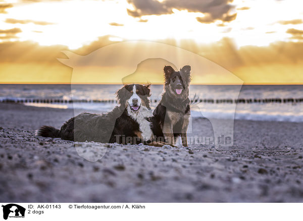 2 dogs / AK-01143