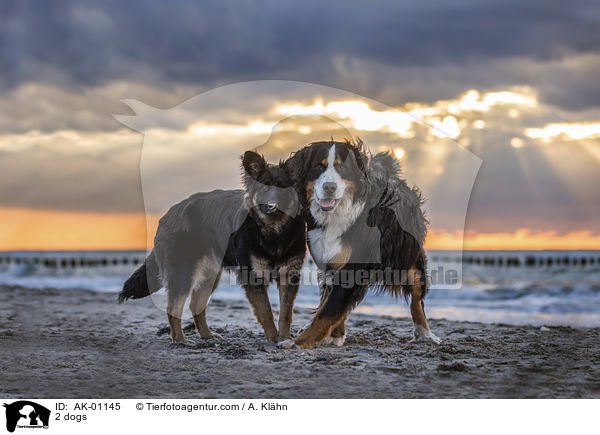 2 dogs / AK-01145
