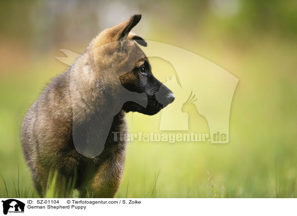 German Shepherd Puppy / SZ-01104