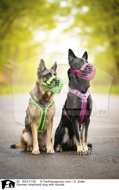 German shepherd dog with muzzle / SZ-01109