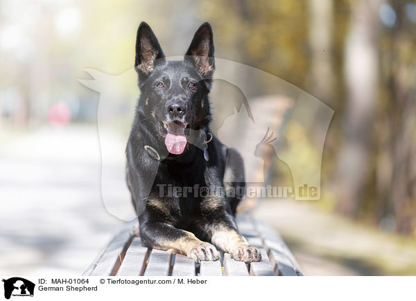 German Shepherd / MAH-01064