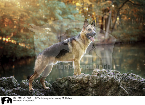 German Shepherd / MAH-01067